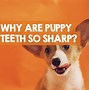 Image result for Sharp Teeth