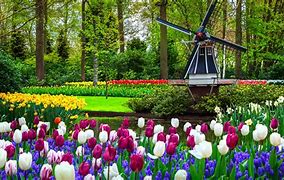 Image result for Netherlands Spring Flowers