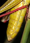 Image result for Grasshopper Abdomen