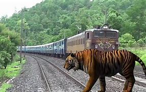 Image result for Tiger Crossing