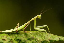 Image result for Best Praying Mantis for Pets