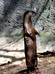 Image result for River Otter Standing