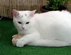 Image result for Cat Orange and White Long Tail