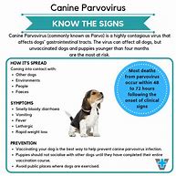 Image result for Parvo Dog Disease