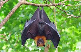 Image result for Black Fruit Bat Swoop