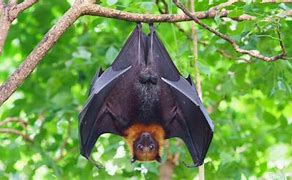 Image result for F4ruit Bats
