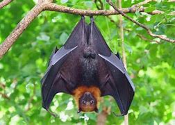 Image result for Rainforest Fruit Bat