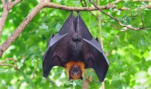 Image result for Cute Fruit Bat Pics