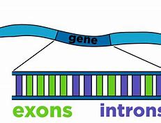 Image result for Diagram of Introns and Exons