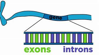 Image result for DNA Exons and Introns