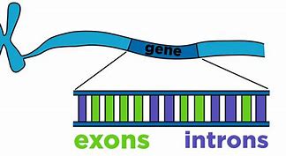 Image result for Identify Exons