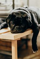 Image result for Show-Me Pictures of a Bored Dog
