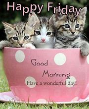 Image result for Friday Morning Cats