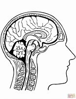 Image result for Brain Anatomy Coloring Book