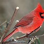 Image result for cardinal