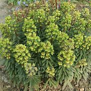 Euphorbia martinii-साठीचा प्रतिमा निकाल