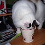 Image result for lolcats