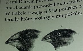 Image result for co_to_za_zięby_darwina