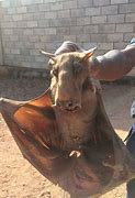 Image result for Scary Giant Bat