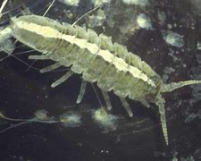 Image result for Isopod Bite