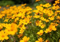 Image result for Pastel Yellow Flower Backgrounds