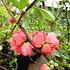 Image result for Chaenomeles speciosa Pink Storm
