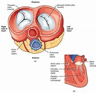 Image result for Aortic Sinus