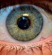 Image result for Retina Iris