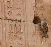 Image result for Egyptian Hieroglyphics Bird