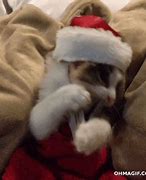 Image result for Christmas Cat Humor