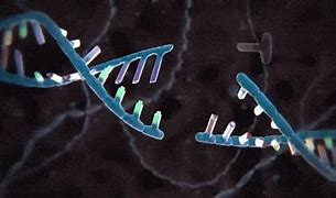 Image result for Gene Parts