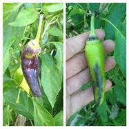 Image result for Banana Pepper Turning Purple