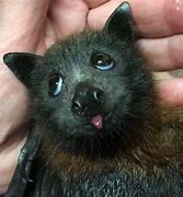 Image result for 25 of the Cutest Bats