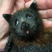 Image result for Funny Bats Face