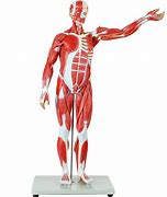 Image result for Anatomy Chests Cut Out Life-Size