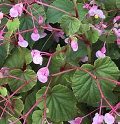 Image result for Begonia grandis evansiana