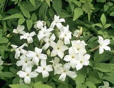 Image result for White Jasmine Plant