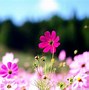 Image result for Cosmos Flower Fields Wallpaper