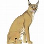 Image result for caracal