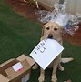 Image result for Happy Dog Meme Thank You