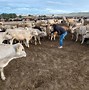 Image result for Largest Cattle Feedlot