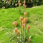 Image result for Kniphofia northiae