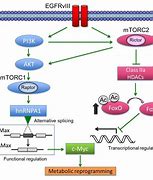 Image result for MYC Signaling Pathway