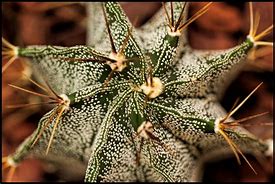 Image result for Star Cactus Plant