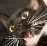 Image result for White Hissing Cat Distorted Meme