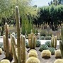 Image result for California Coastal Cactus