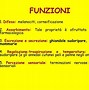 Image result for integumenti