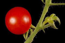 Image result for Solanum lycopersicum Red Eros