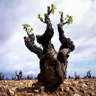 Image result for Foggo Grenache Old Bush Vine