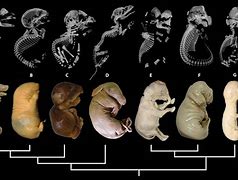 Image result for Types of Mammals